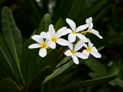 ハワイの花：プルメリアとピカケ